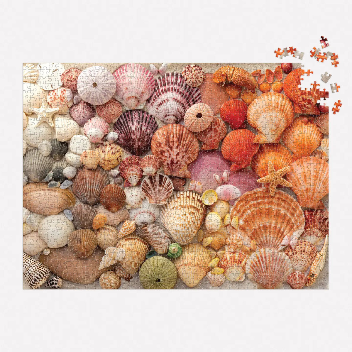 Chronicle Books Vibrant Seashells 1000 Piece Puzzle - Little Miss Muffin Children & Home
