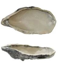 oyter shell dish